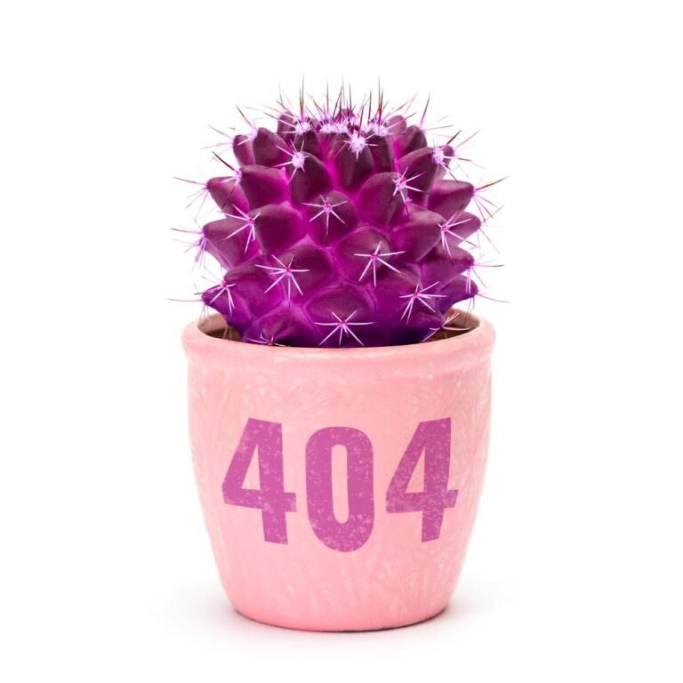 kaktus-pagina-404